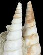 Fossil Gastropod (Haustator) Cluster - Damery, France #62506-2